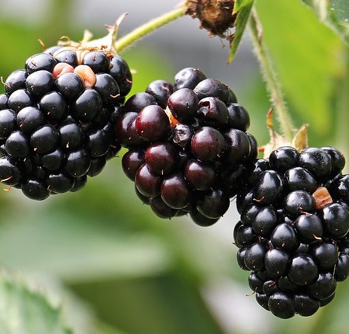 Blackberry Balsamic Vinegar (California)